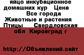 яйцо инкубационное домашних кур › Цена ­ 25 - Все города Животные и растения » Птицы   . Свердловская обл.,Кировград г.